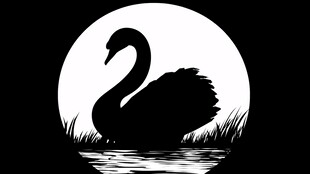 月夜下的优雅黑天鹅