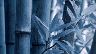 蓝调竹林 静谧雅致之景