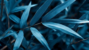 幽蓝竹叶特写