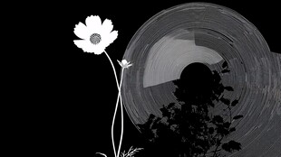 黑白花与唱片的梦幻组合