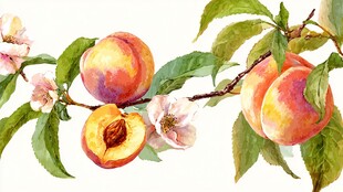 水彩绘桃枝上的鲜嫩果实