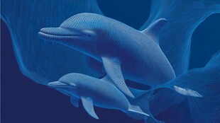 海洋中亲昵相伴的海豚母子