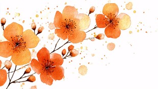 橙色花卉水彩插画