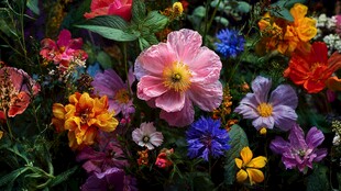 缤纷多彩的花卉世界