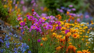 缤纷花海 多彩花卉绽放