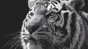 黑白虎像 尽显王者风范