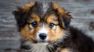 可爱三色幼犬凝视镜头