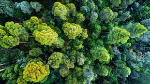 俯瞰葱郁森林树冠美景