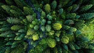 俯瞰葱郁森林与蜿蜒溪流