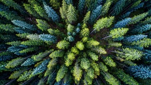 俯瞰茂密森林树冠美景