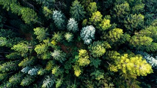 俯瞰葱郁森林美景