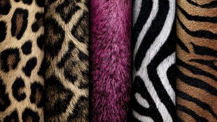 多样动物纹理皮革展示