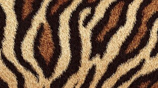 虎纹皮毛纹理特写