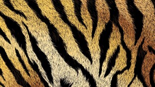 虎纹皮毛纹理特写