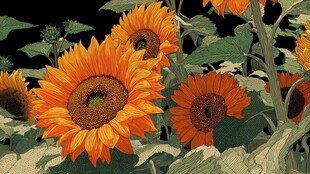 向阳而生的灿烂向日葵