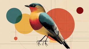 多彩飞鸟与几何图形组合