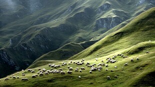 青山绿野间的羊群漫步