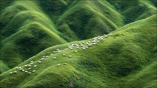 青山绿野间的羊群漫步