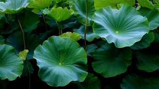 夏日荷塘中的翠绿荷叶