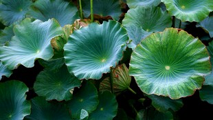 荷叶田田 尽显生机