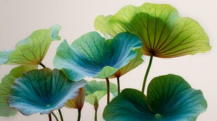 梦幻蓝绿荷叶艺术呈现