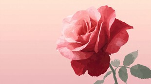 娇艳红玫瑰 尽显浪漫气息