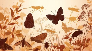 秋日昆虫与植物剪影