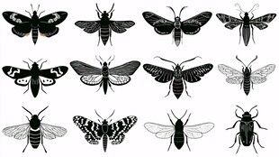 昆虫剪影集合