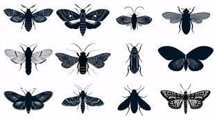 昆虫剪影集合