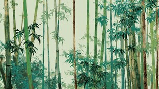 翠绿竹林 自然清新景致