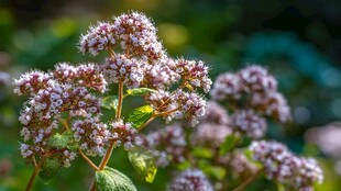 芬芳绽放的清新野薄荷