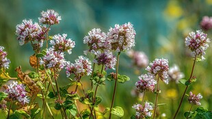 绽放的野花 清新自然之美