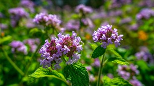 紫色小花绽放于绿意间