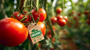 有机西红柿挂在繁茂植株上