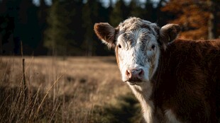田野中的可爱小牛