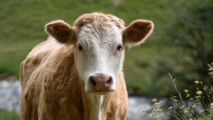 田园中呆萌的棕色小牛