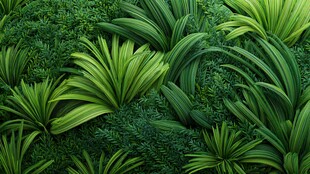 翠绿繁茂的热带植物景观