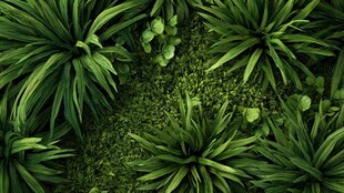 繁茂绿植 生机盎然的景象