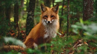 林中红狐 尽显自然灵动