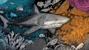 鲨鱼悠游于多彩海底世界