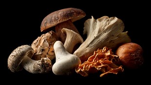 多样珍稀菌类大集合