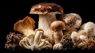 多样美味蘑菇大集合