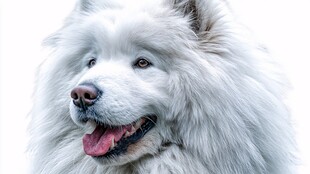 微笑的萨摩耶犬