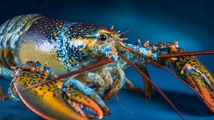 多彩龙虾特写