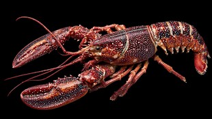 色彩斑斓的鲜活大龙虾