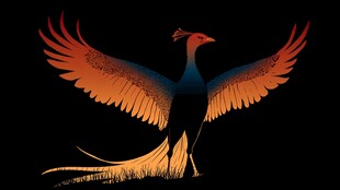 展翅凤凰 绚丽身姿