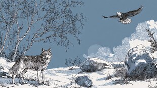 雪野中狼与鹰的自然景象