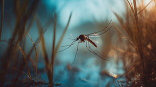 草丛中的蚊子特写