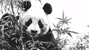 黑白熊猫置身竹林间