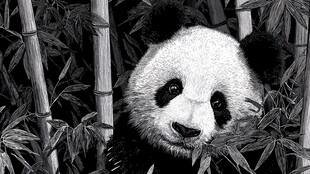 竹林中的可爱大熊猫